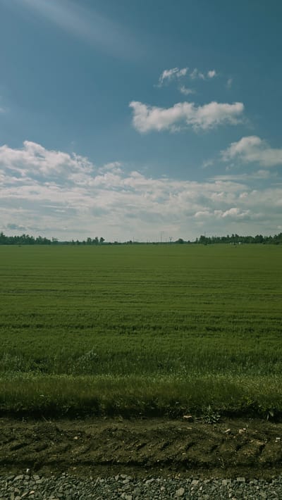 The image depicts a vast, flat green field of crops under a bright blue sky with scattered white clouds. The crops are arranged in neat, horizontal rows, creating a textured pattern across the landscape. A strip of taller, wilder grass and vegetation runs along the bottom edge of the field. Below this, a dirt track with visible tire marks leads into the foreground, interspersed with loose gravel. In the distance, a tree line borders the field, with scattered utility poles and distant structures visible on the horizon. The overall scene is an agricultural landscape bathed in sunlight, with no people or animals present. The location is identified as a field in the vicinity of Актюбинский, Russia.