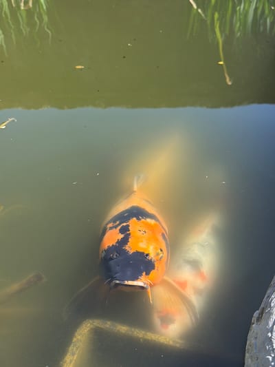 The image shows two koi fish in a murky pond. The fish in the foreground is orange and black, and its mouth is open. Another koi fish can be partially seen behind the first one. The water is greenish-brown, with some debris and vegetation visible. The location is likely Grevenmacher, Luxembourg, as specified.