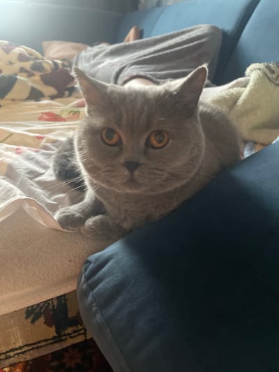 The image depicts an indoor domestic scene, potentially situated in the city of Petrivka, Ukraine. A grey-blue British Shorthair cat, characterized by its round face and striking amber-orange eyes, is the primary subject in the midground. The cat is seated upright, with its front paws tucked beneath its chest, gazing directly at the viewer, suggesting an alert state or direct interaction with the photographer. Its lower body is partially obscured by a dark blue textile object, likely a cushion or sofa armrest, in the immediate foreground. In the background, a person is observed lying down on a bed or sofa, dressed in grey clothing. The bedding features a patterned duvet cover with cream, red, and brown motifs, and a light-colored pillow is visible. To the right of the person, a blue sofa or headboard is present, draped with a light-colored, textured blanket. The bottom edge of the frame reveals a patterned rug with dark and orange designs. The scene is illuminated by natural light, which creates a soft glow and some atmospheric haze in the upper left background.