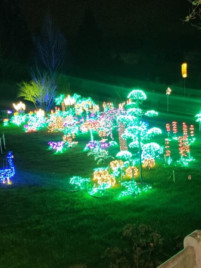 Christmas lights adorn trees in a park at night. The lights are vibrant and colorful, with a mix of green, yellow, white, pink, and blue hues. They illuminate the surrounding grass and a bare tree branches in the foreground. The scene has a festive and cheerful ambiance.