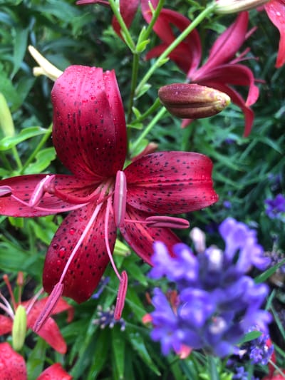 A close-up, slightly angled shot captures a vibrant red lily with black speckles, glistening with water droplets. The lily's petals are partially open, revealing delicate pink stamens. In the background, blurred purple flowers and green foliage create a soft bokeh effect. The scene appears to be a garden setting, possibly in Radomyshl, Ukraine, given the context provided. The image conveys a sense of natural beauty and freshness, likely after a rainfall.