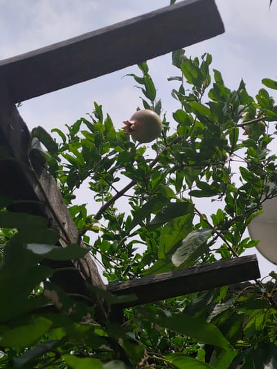 A single pomegranate fruit hangs from a branch of a pomegranate tree, nestled amongst lush green leaves. The fruit is light in color and has its characteristic crown of sepals. The tree is partially obscured by wooden beams, suggesting it might be growing near a structure or a trellis. The sky above is overcast, with a soft, diffused light illuminating the scene. The image appears to have been taken from a low angle, looking upwards towards the fruit and branches. The scene is likely located in Panjakent, Tajikistan, known for its agricultural produce.