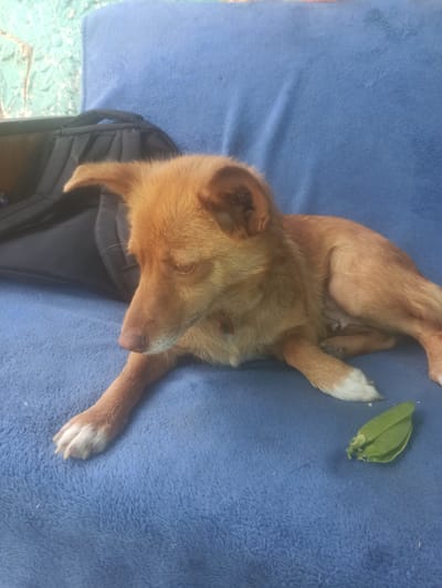 A medium-sized, short-haired dog with a reddish-brown coat is lying on a blue, fuzzy blanket. The dog is in a relaxed pose, with its head turned to the left and its eyes partially closed. Its front left paw is extended forward, and its white-tipped paws are visible. To the right of the dog, there is a green pea pod. In the background, a black backpack is partially visible, and a textured, light-colored wall with some green paint is to the left. The scene appears to be outdoors, as suggested by the lighting and the textured wall, possibly in the city of Moldoveanca, Moldova.
