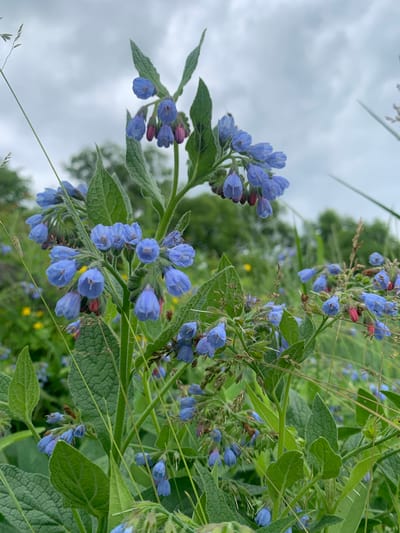 This is a close-up, eye-level, outdoor shot of blue, bell-shaped flowers with pink buds, growing in a cluster on thick green stems. The flowers are in focus in the foreground, with a shallow depth of field blurring the background. The background consists of more green foliage, some yellow wildflowers, and a gray, cloudy sky. The image was taken in Ustinovka, Russia.
