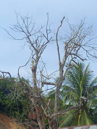 The image captures a natural scene in Puloblang, Indonesia, with the frame appearing to be rotated 90 degrees clockwise, making the ground and denser foliage appear on the right and the sky on the left. A large, mature tree with a thick, gnarled trunk and numerous bare, intricate branches dominates the left and central parts of the frame, stretching from the lower center towards the upper left. A few small clusters of light green leaves are visible on some of its branches, suggesting either seasonal growth or a tree in transition.

To the upper right, a lush palm tree stands, its vibrant green fronds fanning out. Several yellow-green objects, likely coconuts or young fruit clusters, are nestled among its fronds. Dense green foliage, possibly bushes or other trees, fills the lower right section of the image, appearing as undergrowth beneath the main bare tree. A segment of a reddish-brown, corrugated metal structure, possibly a roof or wall, is partially visible along the far right edge of the frame.

The background is a clear, light blue sky, indicating bright daylight and fair weather. The juxtaposition of the stark, bare branches with the verdant palm and undergrowth points to a tropical or subtropical environment. No people, animals, or specific activities are depicted. There is no visible text.