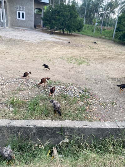 The image depicts a rural scene in Teupinreudeup, Indonesia. In the foreground, a concrete barrier runs horizontally, covered by overgrown green grass and some litter. Several chickens are visible scattered across a dirt and gravel area behind the barrier. One chicken is in the lower left, mostly obscured by grass, appearing to be pecking at the ground. Another chicken, with grey and black plumage, stands prominently in the middle right, also looking down. Several other chickens, mostly brown with some white markings, are scattered further back, some foraging. In the middle ground, a few dark birds, possibly more chickens or crows, are spread across the dusty ground. A building with grey walls and white-framed windows is visible on the left, with an arched doorway to its right. Behind the building, trees and palm trees form a dense backdrop under a cloudy sky. The overall environment is outdoors, characterized by dry earth, sparse vegetation, and a rustic, undeveloped feel.