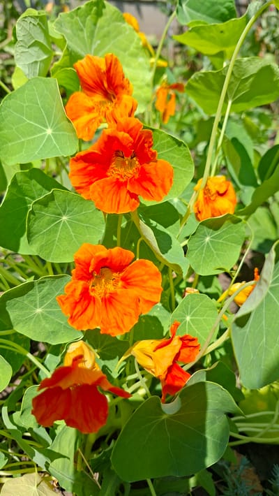 A close-up, high-angle view captures a cluster of vibrant orange nasturtium flowers and their large, circular green leaves. The flowers, with their delicate, ruffled petals, are the dominant subjects, showcasing a range of open and partially closed blooms. Several flowers are in sharp focus, revealing intricate details of their stamen and pollen. The surrounding leaves are broad and shield-like, with prominent venation radiating from the center. Sunlight casts distinct shadows on the leaves, indicating it is a bright, sunny day. The setting appears to be a garden or natural outdoor environment, with hints of other greenery and soil visible in the background, suggesting a location in Bălășești, Moldova. No people or text are visible in the image. The overall impression is one of natural beauty and the lively colors of a blooming garden.