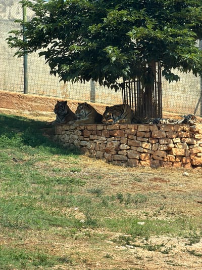 The image shows three tigers lying down on a low stone wall in an outdoor enclosure. The tigers are large felines with orange and black stripes. They are resting in the shade of a tree with dense green foliage. The enclosure appears to be a zoo or wildlife park, with a wire fence visible in the background. The ground in front of the wall is covered with dry grass and some green patches. The lighting suggests it is daytime. The enclosure is part of the Fasano Safari Park, located in Fasano, Italy.