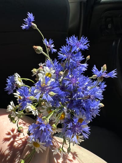 A close-up, slightly angled shot shows a bouquet of wildflowers, primarily cornflowers with their vibrant blue petals, interspersed with white daisies. The flowers are held in a person's hand, visible at the bottom of the frame, with sunlight casting a shadow of the flowers onto the skin. The background is dark and out of focus, suggesting an interior setting like a car, with hints of a black seat and a window control panel. The scene is likely captured in a car driving through or parked within the Буркоўскі сельскі Савет, Belarus, given the context provided.