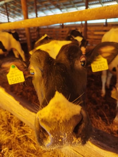 A close-up, eye-level shot captures a black and white cow's face in a barn. The cow's snout fills the bottom of the frame, with its eyes visible above. A yellow ear tag with the number "35483" is attached to its left ear. The background shows other cows, wooden structures, and straw, suggesting an agricultural setting, likely a farm in Залескі сельскі Савет, Belarus. The lighting is warm, illuminating the scene with an orange hue.