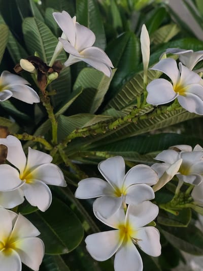 This is a close-up, overhead shot of several white plumeria flowers with yellow centers, set against a backdrop of dark green leaves. The flowers are in various stages of bloom, with some fully open and others still budding. The stems are green and appear to be a bit woody, with small brown nubs where leaves or flowers once were. Some of the leaves are slightly faded or damaged, suggesting they may be older.
The lighting appears to be soft, possibly natural light on an overcast day or in a shaded area. There are no visible people, text, or strong indications of a specific time of day or weather conditions beyond what can be inferred from the light. The overall impression is one of natural beauty and tranquility, focusing on the delicate details of the flowers and foliage. The setting is likely an outdoor garden or natural environment where plumeria trees grow. Given the mention of Dibba Province, Oman, this scene is likely from that region.