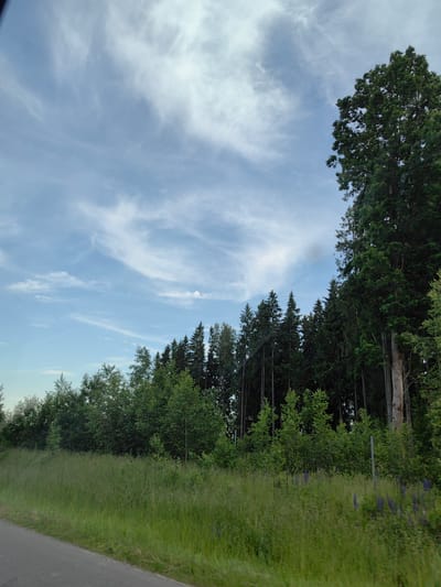 The image depicts a roadside view of a dense forest bordering a grassy field under a cloudy sky. The forest features a mix of coniferous and deciduous trees, with a large, tall tree dominating the right side of the frame. The field is covered in tall, green grass, with some scattered purple flowers visible in the mid-ground. A portion of a paved road is visible in the lower left corner, indicating the perspective is from a moving vehicle. The sky is a pale blue with wispy white clouds. The location is identified as Гаранскі сельскі Савет, Belarus.