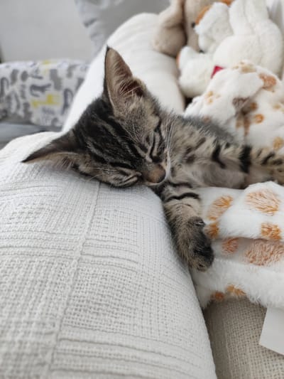 A tabby kitten is sleeping on a textured white pillow, nestled amongst plush stuffed animals. The kitten is a tabby with stripes of gray, black, and brown, and its eyes are closed, indicating it is deeply asleep. One of its paws rests on a soft, white blanket with a pattern of orange spots. In the background, other stuffed animals, including what appears to be a white bunny and a brown teddy bear, are visible. The scene is set indoors, with soft lighting that suggests daytime. The overall mood is peaceful and serene, evoking a sense of comfort and safety. The image is taken from a close-up perspective, focusing on the sleeping kitten and its immediate surroundings. There is no visible text in the image. The setting appears to be a home environment, possibly a living room or bedroom, designed for comfort and relaxation.