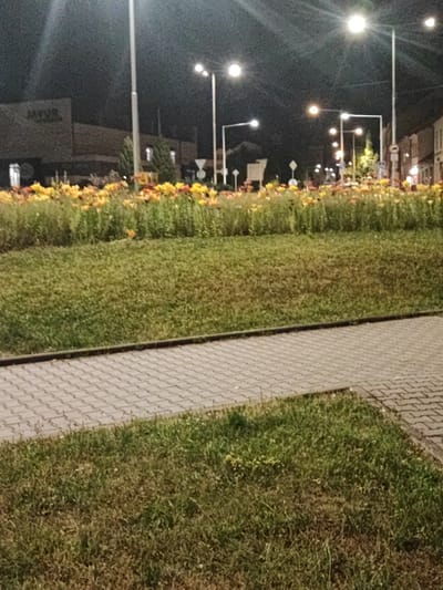 The image depicts a street scene at night in Nový Jičín, Czechia, likely near the town square. A paved walkway runs diagonally across the lower portion of the frame, bordered by a grassy area. Beyond the grass, a large flower bed filled with yellow and orange flowers is visible. In the background, streetlights illuminate the dark sky, and several buildings line the street. One building on the left has signage that appears to read "JAVOR". The overall impression is a well-maintained urban area at night, with decorative floral displays and functional street lighting.