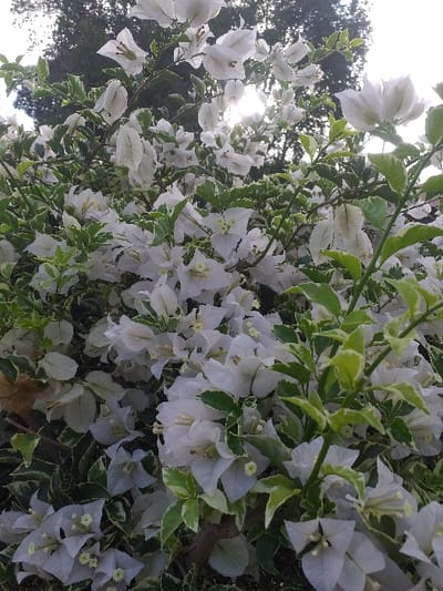 The image displays a dense cluster of white bougainvillea plants, located in Keude Cunda, Indonesia. The plants are heavily laden with numerous white, papery bracts, each containing small, pale yellow or green true flowers at their centers. Interspersed with the blooms are vibrant green leaves, many exhibiting distinct white or light green variegation along their margins. A bright light source, consistent with the sun, is visible in the upper right quadrant, partially obscured by foliage, creating a strong backlight and a luminous glow around the white bracts. Dark, out-of-focus tree foliage occupies the upper left and central background. No human subjects, animals, or man-made objects are present in the frame. The scene captures a natural, outdoor floral display under bright daylight.