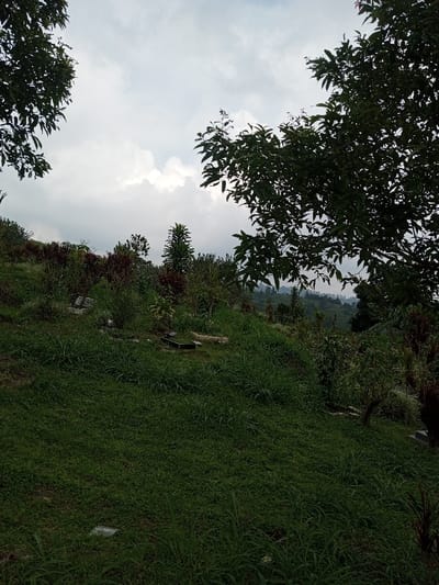 The scene depicts a sloped, overgrown natural landscape, likely within Vieng Phouka, Laos, under an overcast sky. The foreground features dense, varied green grass and ground cover. A prominent upward slope in the midground is densely populated with diverse vegetation, including dark green broadleaf trees, smaller trees with reddish foliage, and various shrubs. Within this midground, several dark, rectangular objects, resembling planters or small beds, are discernible, along with lighter-colored, irregular shapes consistent with rocks or fallen logs. The background reveals a panorama of rolling, densely forested hills extending to the horizon. No individuals or active subjects are present.