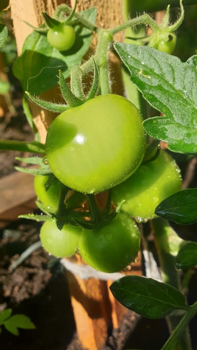 A close-up, eye-level shot captures a cluster of unripe, green tomatoes growing on a vine in a garden. The tomatoes, varying in size, are a vibrant green and appear slightly fuzzy, with tiny water droplets clinging to their surfaces, suggesting recent watering or dew. The largest tomato in the foreground is partially illuminated by sunlight, creating a subtle sheen and highlighting its smooth texture. Other tomatoes are visible behind it, some in sharp focus and others slightly blurred.
The vine is supported by a wooden stake, which is visible in the background, providing a rustic texture. Lush green tomato leaves surround the fruit, some of which are also dotted with water droplets. The background consists of dark, rich soil, indicating the tomatoes are planted in the ground, and possibly a hint of other plants or foliage. The overall lighting suggests it is daytime, with the sun casting dappled shadows. The scene is set in a natural environment, likely a vegetable garden. The image's quality is sharp and detailed, allowing for a clear view of the textures and forms of the tomatoes and their foliage.
The image does not contain any specific visual cues that would allow for pinpointing its location within Vrchotovy Janovice, Czechia. However, given the subject matter, it is consistent with a private garden or allotment in such a location.