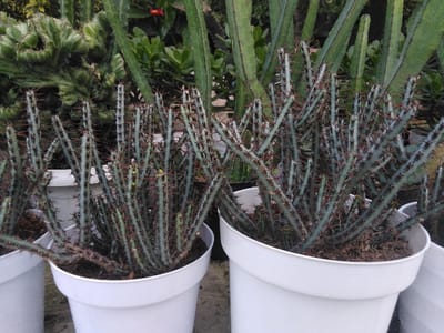 The scene, located in Venecia, Costa Rica, depicts an outdoor setting featuring two primary white plastic pots containing densely clustered succulent plants. The plants exhibit numerous upright, slender, grayish-green stems covered with small, reddish-brown spines. The plant in the left foreground pot has some visible small yellowish growths on its stems. The soil in both pots is dark brown and appears to be mulched. In the out-of-focus background, a variety of other green plants are visible, including a large, textured, crested succulent plant on the left and several tall, columnar cactus-like plants in the center and right. Natural, diffuse light illuminates the scene. No individuals, actions, or direct interactions are visible.