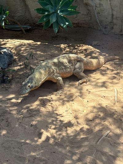 A Komodo dragon is lying in the sand in an enclosure. A rock wall is on the left side of the frame. The sand has leaf litter and there are shadows on the ground. A large succulent plant is on the left side of the frame. A broken piece of plastic pipe is in the top right part of the frame. This image was taken at Rancho Texas Lanzarote Park in Tías, Spain.
