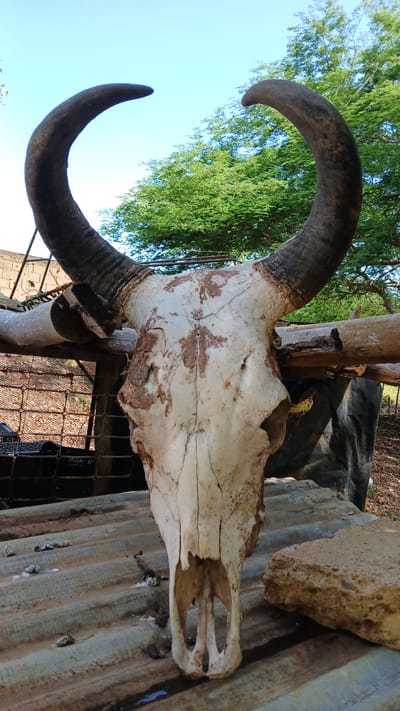 A bull skull with horns is perched on a wooden crossbeam and piece of corrugated metal in El Samán, Venezuela. The sky is clear and blue.