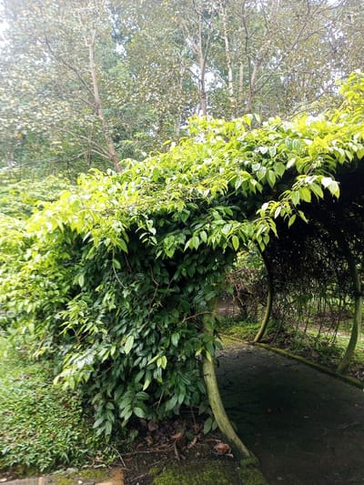 The image displays a verdant, outdoor scene in what appears to be a garden or park setting, consistent with the tropical climate of Bijanwada, India. The central focus is a lush archway or pergola, completely enveloped by dense, vibrant green foliage. The leaves on the arch range from bright, light green at the top, indicating fresh growth and exposure to light, to darker, richer greens on the lower and more shaded parts of the structure.
A dark, possibly paved pathway leads through the archway, disappearing into the shaded interior. On the right side of the arch, beneath the canopy of leaves, a visible lattice-like structure or bare branches suggest the framework supporting the climbing plants. The ground surrounding the archway is covered with moss and fallen leaves.
In the background, tall, slender trees with a dense canopy of green foliage create a natural backdrop, implying a forested or heavily planted area. The lighting is soft and diffused, suggesting it is daytime, possibly under an overcast sky or during hours when the sun is not directly overhead, leading to a tranquil and serene atmosphere. There are no people or visible text in the image.