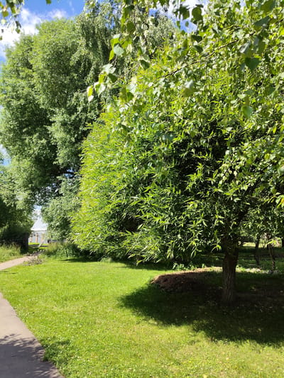 The image depicts a sunny day in a park-like area within the city of Venyukovo, Russia. A paved pathway curves through a well-maintained grassy lawn, casting a shadow from a large, leafy tree in the foreground. The tree, with its thick trunk and spreading branches covered in vibrant green leaves, dominates the right side of the frame. Behind it, another large tree with denser foliage is visible, creating a layered effect. In the background, a glimpse of a building with a white roof and fence can be seen through the trees, suggesting a residential or public area. The sky is blue with scattered white clouds. There are no people visible in the scene. The overall impression is one of a peaceful, natural environment within an urban setting.