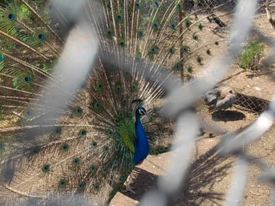 A vibrant peacock with its tail feathers fully fanned out is the central subject of the image, captured behind a blurred fence. The peacock stands with its back mostly to the viewer, showcasing the iridescent blue "eyes" (ocelli) on its large, shimmering train. Its body is visible on the left side, featuring a striking blue neck and head, a small white patch above its eye, and a green, scaled back. The bird's legs are visible on the sunlit, dry, earthen ground.
The activity depicted is the peacock's full feather display, a common behavior for attracting mates. The ground is a light brown, dusty dirt, with small patches of green vegetation visible, particularly in the background on the right. Another bird, possibly a peahen or a less prominent peacock, is partially visible sitting on the ground behind the fence in the upper right background.
Notable details include the bright, sunny weather, indicated by strong shadows cast on the ground. The time of day appears to be midday or early afternoon. The foreground is heavily blurred by a white, chain-link fence, which creates a diagonal pattern across the image and imparts a sense of being an observer looking into an enclosure. The scene takes place in Karnalovo, Bulgaria. There is no visible text in the image.