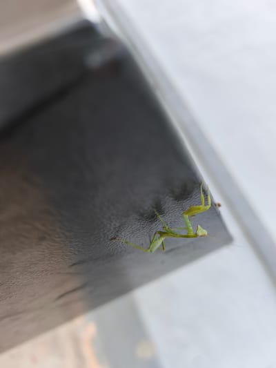 The image shows a juvenile praying mantis, approximately 2-3 cm in length, perched on the dark, textured edge of a surface. The mantis is light green in color and has its characteristic raptorial forelegs raised. The background is softly blurred, with a diagonal line suggesting a transition from the dark surface to a lighter, out-of-focus area. The lighting appears to be natural, possibly from a window or overcast sky. The image was taken at street level in Alcàsser, Spain.
