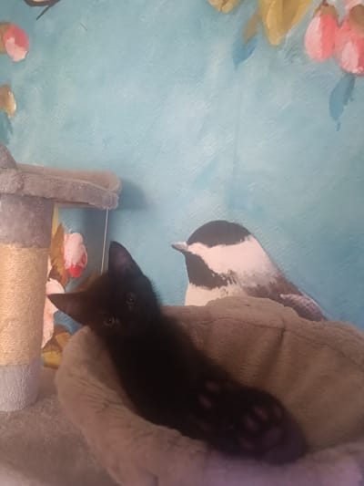 A black kitten is resting in a fluffy, light brown bed that is part of a cat tree. The cat tree is situated near a wall with a light blue, textured background featuring a painting of birds and flowers. To the right of the kitten, a cutout of a bird is visible against the patterned wall. The kitten's body is mostly obscured by the bed, but its head, eyes, and a paw with visible toe pads are clearly visible. The overall scene suggests an indoor domestic setting.