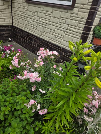 In the city of Проводник, Russia, a close-up, eye-level, outdoor shot captures a section of a building's exterior and a vibrant garden. The building features a contrasting facade; the upper portion is clad in light beige, textured rectangular panels, while the lower section is adorned with dark brown, brick-like tiles. A horizontal window with a brown frame sits centrally on the upper wall.
The garden, directly in front of the building, is a lush display of various plants. Dominating the foreground and mid-ground are clusters of delicate pink roses, their petals slightly unfurled. Interspersed with the roses are vibrant green leafy plants, some with small buds. To the right, a tall plant with long, pointed green leaves and multiple yellow flower buds, possibly lilies, stands prominently, its leaves glistening with water droplets. A few smaller pink and white flowers, along with some purple blooms, are scattered throughout the garden. In the background, a terracotta pot containing a green plant is visible on a black metal stand. The ground is paved with interlocking grey bricks. The overall scene suggests a well-maintained garden space adjacent to a residential or commercial building.