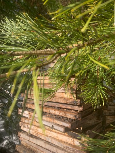 A pine branch with needles hangs in the foreground, partially obscuring a stack of wooden planks in the background. The planks appear weathered and are arranged in a parallel formation, separated by gaps exposing debris underneath. The scene is outdoors with dappled light, possibly in Staraya Sal'ya, Russia.