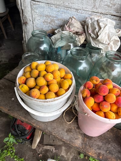 This is a close-up, eye-level shot of two buckets filled with ripe apricots, placed on a rustic wooden surface. The buckets are positioned on the left and right sides of the frame. The bucket on the left is white, and the one on the right is light pink. Behind the buckets, several large glass jars are visible, some filled with a clear liquid, others empty. In the background, there is a weathered wooden structure, possibly part of a shed or building, with some soiled fabric draped over the jars. The ground beneath the wooden surface is a mix of dirt and some green foliage. A red power tool with coiled black cables is partially visible under the wooden surface on the left. The scene appears to be outdoors, in a rural or rustic setting, likely in the city of Tikhovodnoye, Russia, given the context provided. There are no people visible in the image.