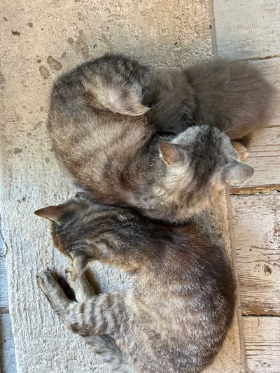 Three domestic cats, one adult and two kittens, are resting on a light-colored rug situated on a wooden floor. The adult cat, a tabby, is lying on its side with its head tucked in. One kitten, also a tabby, is curled up on top of the adult cat, and the other kitten, a solid gray, is nestled beside them. The scene appears to be indoors in a rural setting, possibly a home in the village of Vyshevychi, Ukraine. The lighting suggests natural light, and the overall impression is one of peaceful slumber.