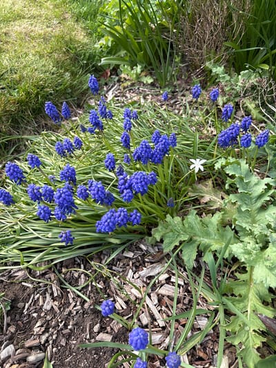 The image shows a garden scene in Shrewsbury, United Kingdom. Several clumps of blue Muscari flowers (grape hyacinths) are interspersed with green grass and other plants. A single white star-shaped flower is visible near the Muscari. The garden bed is covered in wood chips and dirt. A large, leafy plant is on the right side.