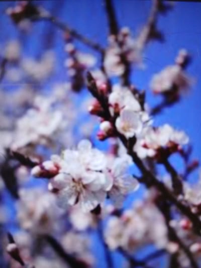 The image is a close-up, blurred shot of blooming cherry blossoms against a bright blue sky. The flowers are white with hints of pink on the petals and buds. The branches are dark and gnarled, with some parts out of focus. The overall impression is one of a spring day in a natural setting, likely a park or garden.

This image does not depict any location in the city of Auk, Kyrgyzstan.