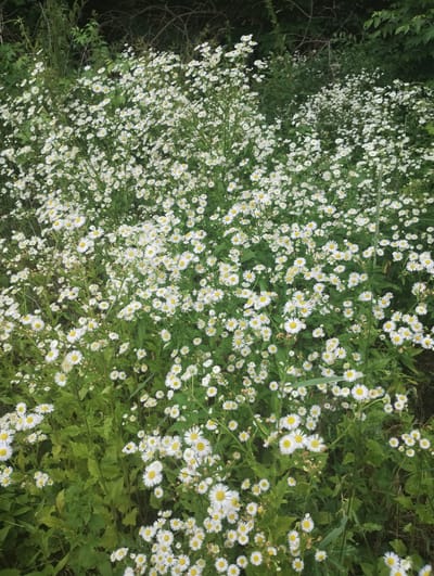 In Bilany, Ukraine, a dense field of white and yellow wildflowers, possibly daisies, thrives under natural light. The flowers, characterized by their delicate white petals and yellow centers, are clustered together, creating a vibrant carpet of white and green. The background is a blur of lush green foliage and dark branches, suggesting a natural, uncultivated environment. The image captures the wild beauty of a meadow or roadside, devoid of human presence or artificial elements.