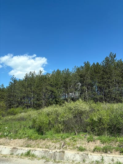 The image shows a landscape in Obruchishte, Bulgaria. A clear blue sky with a single white cumulus cloud is visible on the left side of the image. A line of tall, evergreen trees with dense foliage occupies the central portion of the scene. To the right of the trees, there is a mix of shrubs, grass, and small plants extending towards the edge of a concrete structure, likely a pathway or retaining wall. The scene suggests a natural environment alongside a man-made structure.