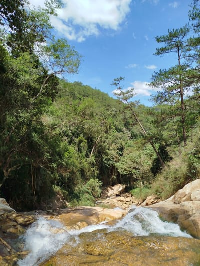 This image captures a vibrant natural landscape in the city of Đa Thọ, Vietnam, featuring a flowing stream within a densely forested valley under a bright blue sky with scattered white clouds. In the foreground, clear water cascades over smooth, light brown and tan-colored rocks, creating white foam and splashes as it tumbles downstream. The water appears shallow, revealing the rocky bed beneath.
The midground and background are dominated by lush, verdant green foliage. The left side features a dense growth of broadleaf trees and shrubs, some with visible vines hanging. The right side of the stream is also heavily vegetated, with several prominent pine trees characterized by their needle clusters and upright trunks. One large pine tree in the midground on the right leans significantly over the valley. In the distance, hills and mountains are covered in a dense mix of green trees, including both broadleaf and coniferous varieties, extending to the horizon under the bright sky. No people or artificial structures are visible within the frame.