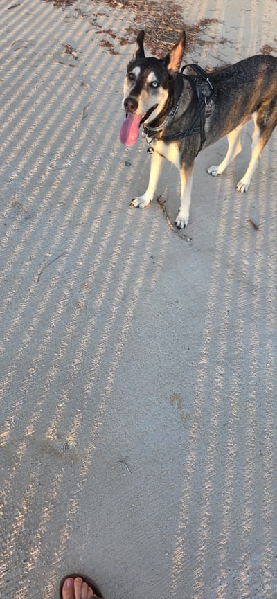 A husky dog with heterochromia, one blue eye and one brown eye, stands on a concrete path. The dog is wearing a harness and a collar with a tag. Its tongue is out, and it appears to be panting. The ground is marked by parallel shadow lines, suggesting it is outdoors. A small stick lies on the ground near the dog's paws, and another is visible further away. In the lower-left corner, a person's foot wearing a sandal is visible. The background shows a sandy area with dried vegetation, possibly a beach or park. The lighting indicates it is either early morning or late afternoon. The image was taken in Sderot, Israel.