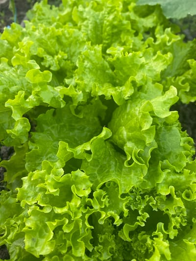 A close-up, overhead view of bright green, ruffled lettuce leaves in a garden bed. The lettuce is lush and appears healthy, with dew drops visible on some of the leaves. The background is out of focus, showing dark soil and hints of other greenery. The scene is set in Vălcineț, Moldova.
