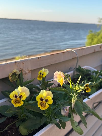 In the city of Voronezhskoye-2, Russia, a planter box sits on a balcony overlooking a large body of water, possibly a lake or reservoir. The planter is filled with several yellow and purple pansies in bloom, with green foliage. The water stretches to the horizon, meeting a clear blue sky. A white railing separates the planter from the water's edge. Sunlight illuminates the scene, highlighting the vibrant colors of the flowers and the ripples on the water. There are no people visible in the image.
