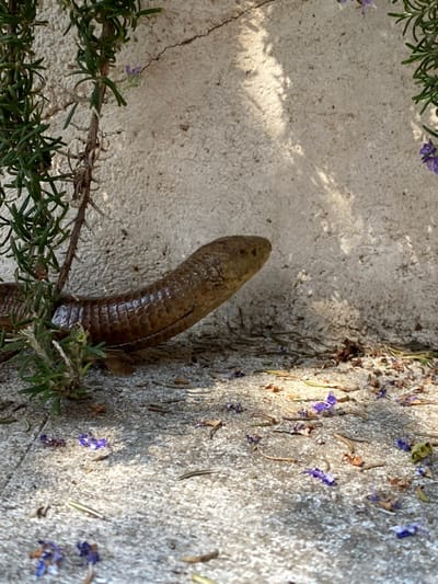 A legless lizard, characterized by its elongated, segmented, brownish-bronze body and distinct head, is positioned on a light grey concrete surface in Vrijesno, Montenegro. The lizard's head is slightly elevated and oriented towards the right side of the frame, with its anterior body partially obscured by a dense green rosemary shrub situated on the left. The concrete ground is scattered with small, fallen purple flowers, dried plant matter, and twigs. In the background, a light-colored, stucco-textured concrete wall displays a visible crack in the upper left. The scene is illuminated by direct sunlight, casting distinct shadows on both the wall and the ground. No people are visible.