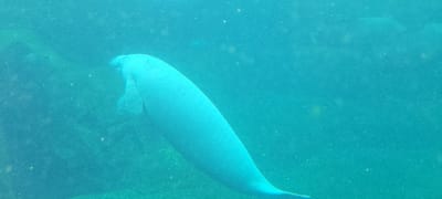 The image displays a single manatee swimming underwater. The animal, characterized by its large, smooth, greyish-blue body and visible pectoral flipper, is oriented horizontally, facing the left side of the frame. Its tail extends towards the lower right portion of the image. The aquatic environment is translucent with a blue-green tint, containing visible suspended particulate matter. The background consists of dark, indistinct shapes, suggesting submerged rock formations or artificial structures typical of an enclosed habitat. No human figures or direct interactions are observed. Given the stated location of Saint-Mandé, France, this scene is situated within an artificial aquatic environment, most likely an exhibit at the Parc Zoologique de Paris, located adjacent to Saint-Mandé in the Bois de Vincennes.