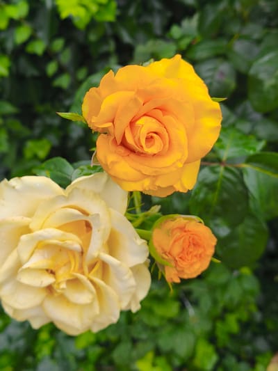 An extreme close-up shot captures three roses in various stages of bloom against a backdrop of lush green foliage. The focal point is an open, vibrant orange rose positioned in the upper center of the frame, its petals intricately curled and glistening with dew drops. To its lower left, a larger, softer yellow rose is partially visible, its petals appearing slightly faded and delicate. Below and to the right of the orange rose, a small, tightly closed orange rosebud hints at future blooms. The background is a blur of dark green leaves, suggesting a garden setting. The image does not contain any people or specific landmarks that would indicate its location in Nevinnomyssk, Russia.