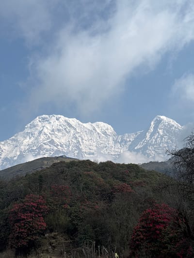 The image shows a mountain range in Lwang Ghalel, Nepal. The mountains are covered in snow and partially obscured by clouds. The foreground is filled with a hillside covered in dark green vegetation with spots of bright red flowers. Bare tree branches are visible at the top of the hillside. The sky is a light blue with scattered white clouds. A wooden fence is present at the bottom right corner of the frame.