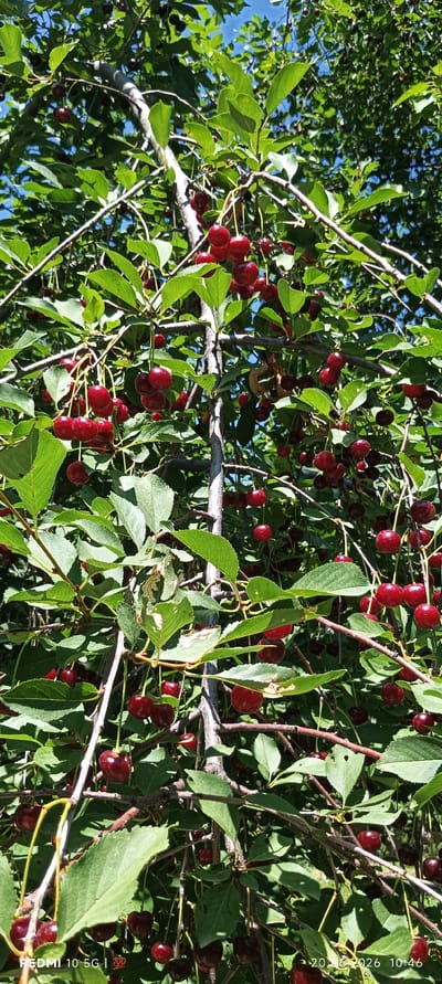 The image shows a close-up view of a cherry tree heavily laden with ripe, dark red cherries. The cherries are clustered on branches, hanging from thin stems, and are interspersed with green leaves. The lighting suggests it is daytime, with sunlight filtering through the foliage and illuminating the fruit. The branches are brown and appear somewhat gnarled, typical of a mature tree. The background consists of more green leaves and some glimpses of a bright blue sky. The overall impression is of an abundance of fresh fruit on a tree in a natural, outdoor setting. While the image is captioned with "REDMI 10 5G | 700" and a date "20 06 2026 10:46", indicating it was taken with a Redmi 10 5G phone on June 20, 2026, at 10:46 AM, there is no information within the image itself that places it specifically in Zaamin, Uzbekistan.