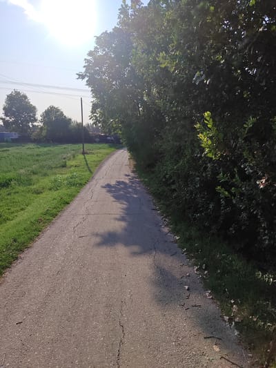 This is a medium-angle, eye-level, static shot of a paved, cracked asphalt road curving to the right, bordered on the left by a grassy field with some taller weeds and on the right by a dense line of trees. The sun is shining brightly from the upper left, casting shadows from the trees onto the road. A single utility pole is visible in the middle distance, to the left of the road. The sky is clear and pale blue. The scene appears to be in a rural or suburban area, possibly on the outskirts of Modena, Italy, given the presence of overhead wires and a simple utility pole, consistent with infrastructure found in such locations. There are no people or vehicles present.