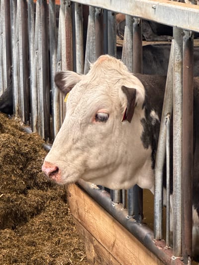 The image shows a close-up of a cow's head peeking through a metal fence in what appears to be a barn or livestock facility. The cow has white and dark brown markings on its face and body, with a pink nose. It is looking to the left, and its left eye is visible. Behind the cow, a pile of hay or straw is visible. The fence is made of vertical metal bars. The scene is indoors, with muted lighting. The location is described as being in Falköping, Sweden.