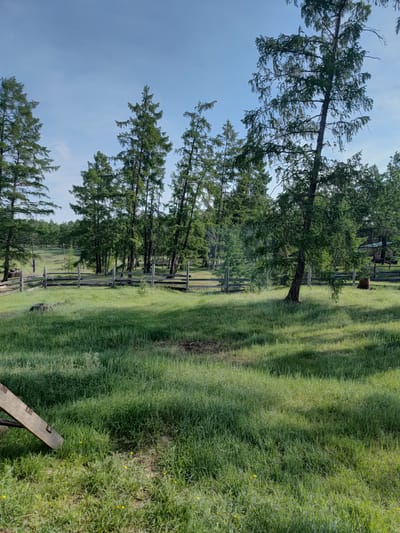 The image depicts a sunlit, grassy clearing with a wooden fence in the middle ground, characteristic of a rural setting in the village of Betjuntcy, Russia. Tall, coniferous trees dominate the background, their branches reaching towards a clear blue sky with minimal cloud cover. The foreground is covered in lush, green grass, interspersed with small yellow wildflowers. A rough, wooden structure, possibly a ramp or a part of a building, juts in from the lower left corner. The fence is constructed from rough-hewn logs and posts, creating a rustic barrier across the landscape. Shadows from the trees are cast across the grass, indicating it is likely daytime and sunny. There are no people or animals visible in the scene. The overall impression is one of a peaceful, natural environment.