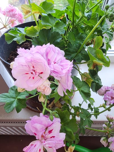 The image shows a close-up of a potted geranium plant with light pink, double-petaled flowers and green leaves. Some leaves show signs of browning and wilting. The plant is positioned on a windowsill, with a blurred background suggesting an outdoor view. A dark pot holds the plant, and it appears to be indoors. No people or animals are present in the image. The overall scene is one of indoor plant cultivation.